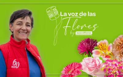 “La Voz de las Flores” Releases New Episode: “Carnation Breeding – A Process Driven by Inspiration”