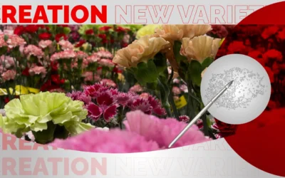 Creating New Dianthus Varieties: